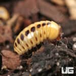 Dwarf Striped Corn Pill Millipede (Rhopalomeris Carnifex) For Sale - Underground Reptiles