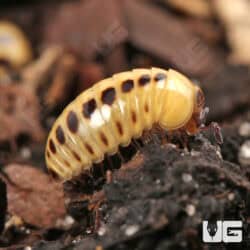 Dwarf Striped Corn Pill Millipede (Rhopalomeris Carnifex) For Sale - Underground Reptiles