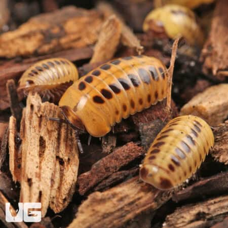 Dwarf Striped Corn Pill Millipede (Rhopalomeris Carnifex) For Sale - Underground Reptiles