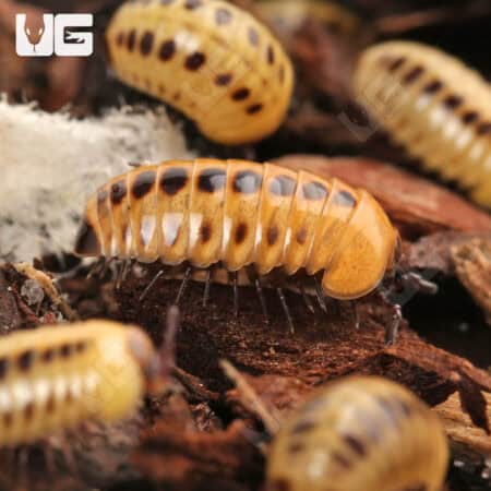 Dwarf Striped Corn Pill Millipede (Rhopalomeris Carnifex) For Sale - Underground Reptiles