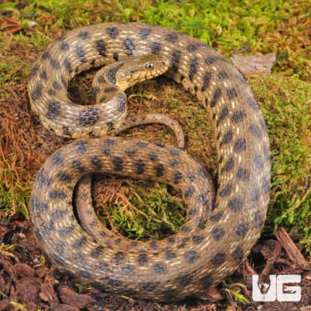 Egyptian Diced Water Snake (Natrix tessellata) For Sale - Underground Reptiles