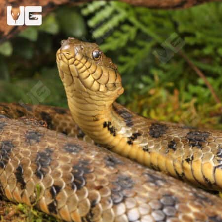 Egyptian Diced Water Snake (Natrix tessellata) For Sale - Underground Reptiles
