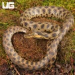 Egyptian Diced Water Snake (Natrix tessellata) For Sale - Underground Reptiles