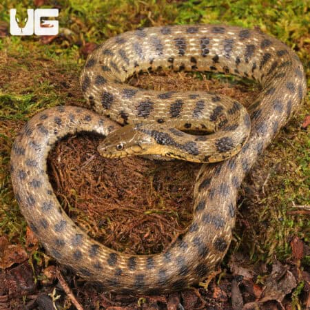 Egyptian Diced Water Snake (Natrix tessellata) For Sale - Underground Reptiles