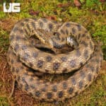 Egyptian Diced Water Snake (Natrix tessellata) For Sale - Underground Reptiles