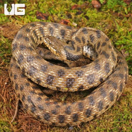 Egyptian Diced Water Snake (Natrix tessellata) For Sale - Underground Reptiles