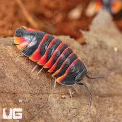 Ember Bee Isopods (Merulanella sp. "Ember Bee") For Sale - Underground Reptiles