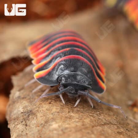 Ember Bee Isopods (Merulanella sp. "Ember Bee") For Sale - Underground Reptiles