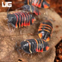 Ember Bee Isopods (Merulanella sp. "Ember Bee") For Sale - Underground Reptiles
