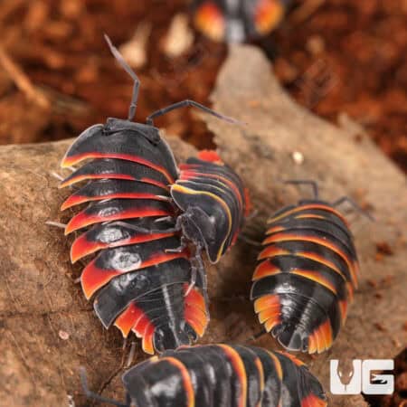 Ember Bee Isopods (Merulanella sp. "Ember Bee") For Sale - Underground Reptiles
