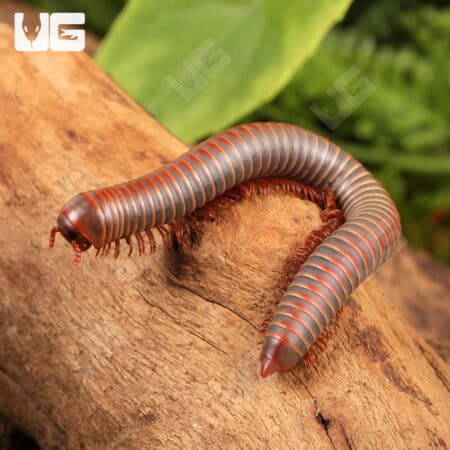 False Rainbow Millipede (Litostrophus Segregatus) For Sale - Underground Reptiles