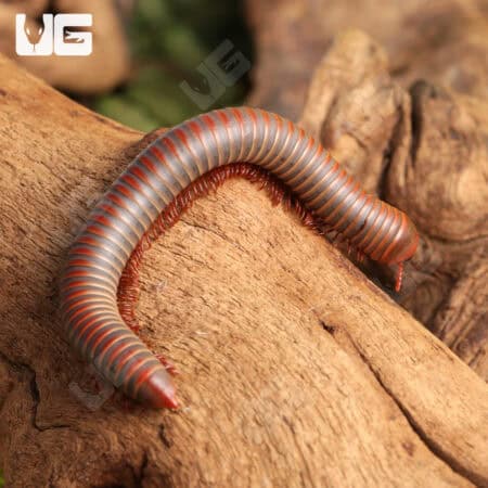 False Rainbow Millipede (Litostrophus Segregatus) For Sale - Underground Reptiles