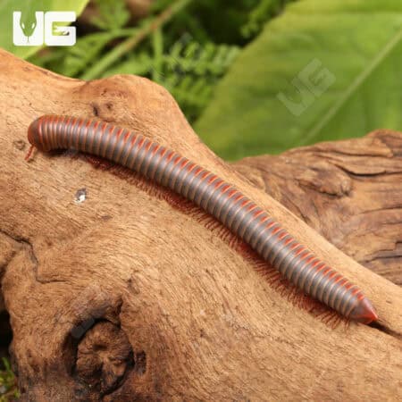 False Rainbow Millipede (Litostrophus Segregatus) For Sale - Underground Reptiles
