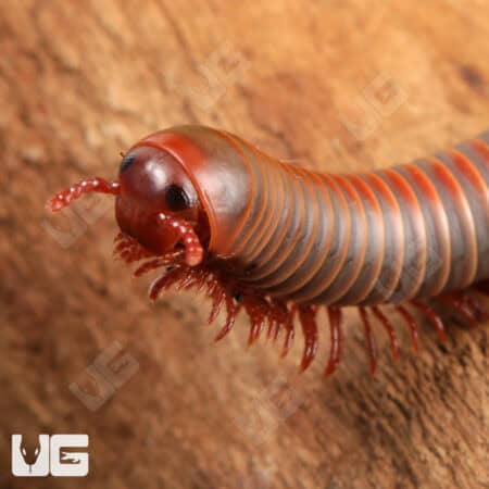 False Rainbow Millipede (Litostrophus Segregatus) For Sale - Underground Reptiles