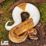 Yearling Female Hidden Gene Woma Pied Poss Enchi Yellowbelly Ball Python For Sale - Underground Reptiles