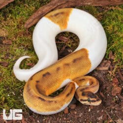 Yearling Female Hidden Gene Woma Pied Poss Enchi Yellowbelly Ball Python For Sale - Underground Reptiles