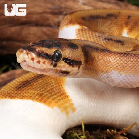 Yearling Female Hidden Gene Woma Pied Poss Enchi Yellowbelly Ball Python For Sale - Underground Reptiles