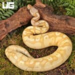 Yearling Female Banana Pastel Yellowbelly Het Pied Ball Python For Sale - Underground Reptiles