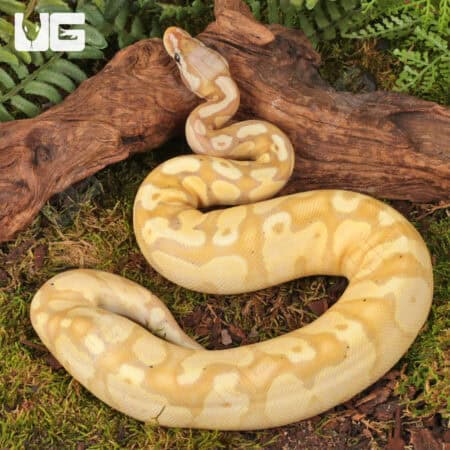 Yearling Female Banana Pastel Yellowbelly Het Pied Ball Python For Sale - Underground Reptiles