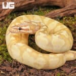 Yearling Female Banana Pastel Yellowbelly Het Pied Ball Python For Sale - Underground Reptiles