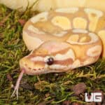 Yearling Female Banana Pastel Yellowbelly Het Pied Ball Python For Sale - Underground Reptiles