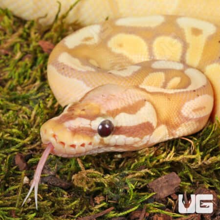 Yearling Female Banana Pastel Yellowbelly Het Pied Ball Python For Sale - Underground Reptiles