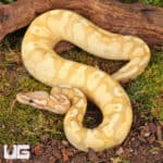 Yearling Female Banana Pastel Yellowbelly Het Pied Ball Python For Sale - Underground Reptiles