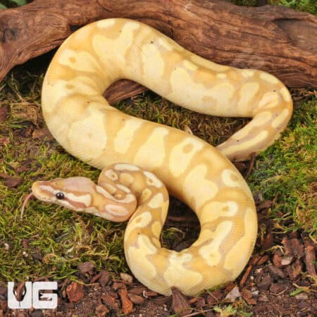 Yearling Female Banana Pastel Yellowbelly Het Pied Ball Python For Sale - Underground Reptiles