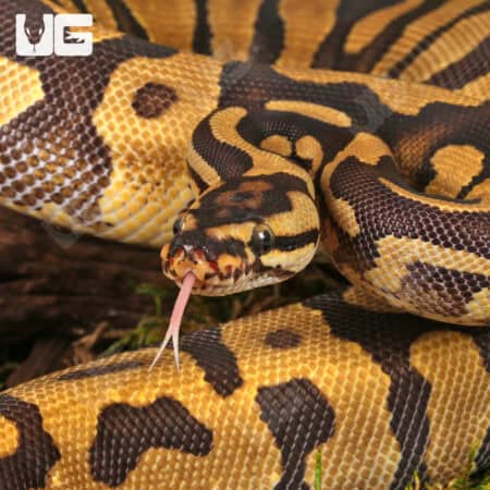 Yearling Female Static Enchi Yellowbelly Ball Python For Sale - Underground Reptiles