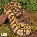 Yearling Female Static Enchi Yellowbelly Ball Python For Sale - Underground Reptiles