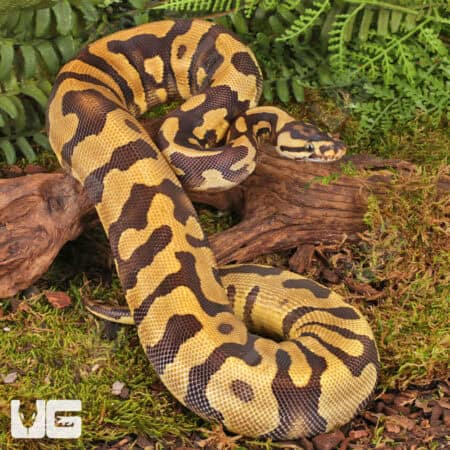 Yearling Female Static Enchi Yellowbelly Ball Python For Sale - Underground Reptiles