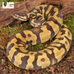 Yearling Female Static Enchi Yellowbelly Ball Python For Sale - Underground Reptiles