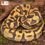 Yearling Female Static Enchi Yellowbelly Ball Python For Sale - Underground Reptiles