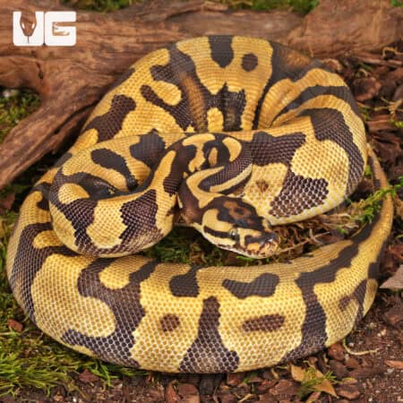 Yearling Female Static Enchi Yellowbelly Ball Python For Sale - Underground Reptiles