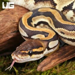Yearling Male Fire Het Tri Stripe Ball Python For Sale - Underground Reptiles