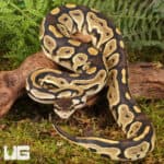 Yearling Male Fire Het Tri Stripe Ball Python For Sale - Underground Reptiles