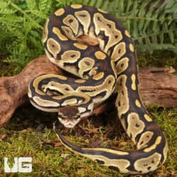 Yearling Male Fire Het Tri Stripe Ball Python For Sale - Underground Reptiles