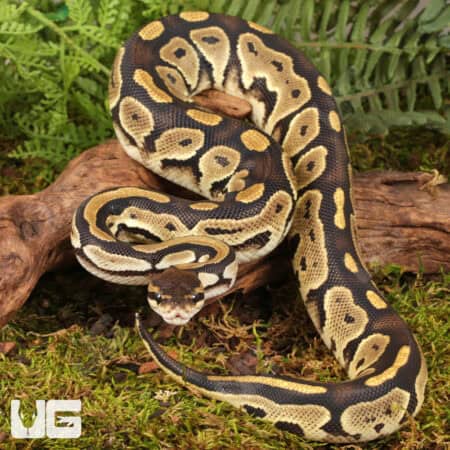 Yearling Male Fire Het Tri Stripe Ball Python For Sale - Underground Reptiles