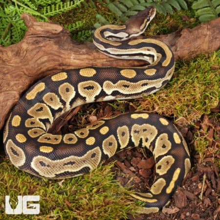 Yearling Male Fire Het Tri Stripe Ball Python For Sale - Underground Reptiles