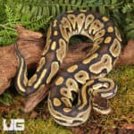 Yearling Male Fire Het Tri Stripe Ball Python For Sale - Underground Reptiles