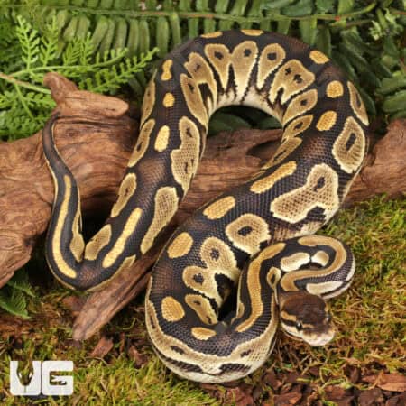 Yearling Male Fire Het Tri Stripe Ball Python For Sale - Underground Reptiles