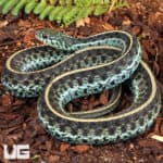 Florida Blue Garter Snakes For Sale - Underground Reptiles