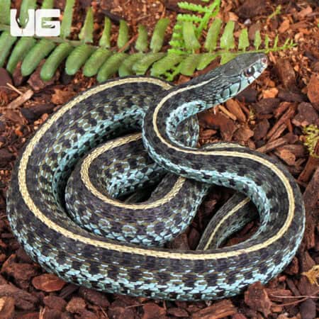 Florida Blue Garter Snakes For Sale - Underground Reptiles