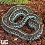 Florida Blue Garter Snakes For Sale - Underground Reptiles