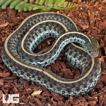 Florida Blue Garter Snakes For Sale - Underground Reptiles