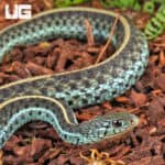 Florida Blue Garter Snakes For Sale - Underground Reptiles
