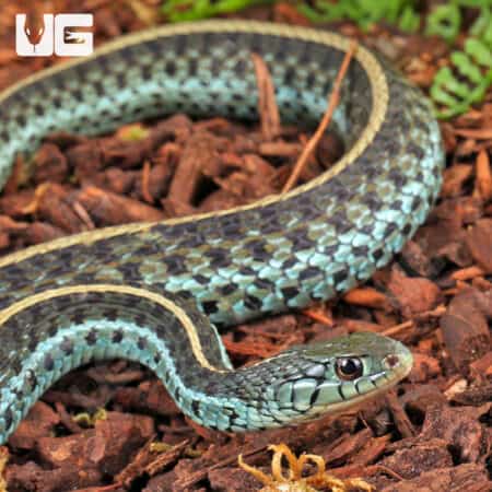 Florida Blue Garter Snakes For Sale - Underground Reptiles