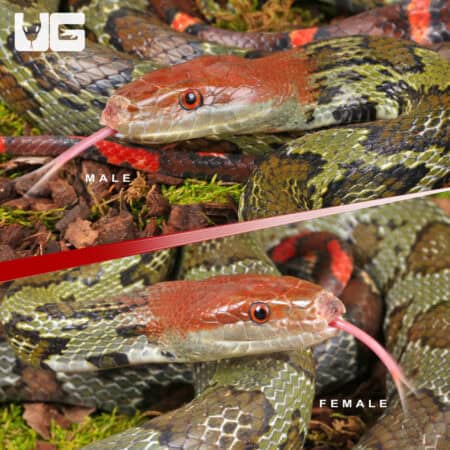 Adult 100 Flower Snake Pair for sale - Underground Reptiles