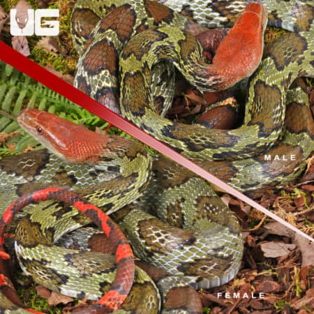 Adult 100 Flower Snake Pair for sale - Underground Reptiles
