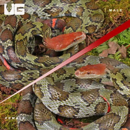 Adult 100 Flower Snake Pair for sale - Underground Reptiles